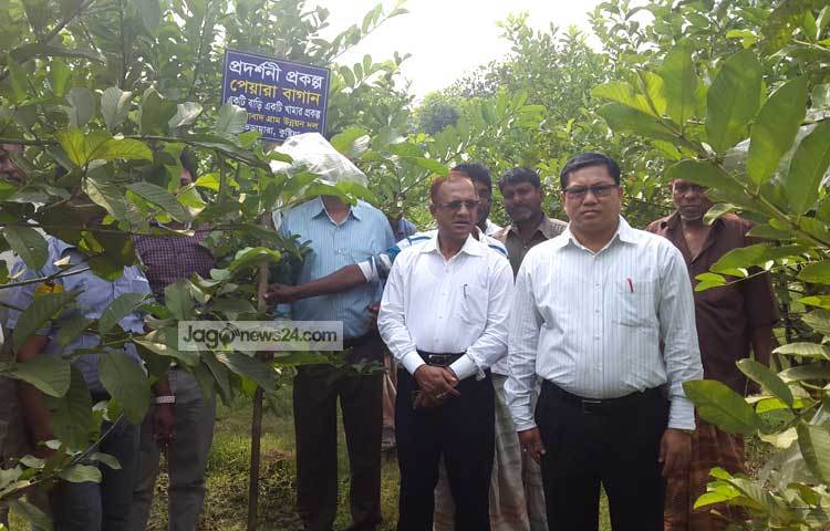 একটি বাড়ি একটি খামার প্রকল্প বদলে দিয়েছে কুষ্টিয়া অঞ্চলের মানুষের ভাগ্য। ছবি : আল-মামুন সাগর।