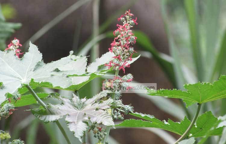 শরীয়তপুর জেলায় উজ্জ্বল সম্ভাবনা থাকা সত্ত্বেও সরকারি পৃষ্ঠপোষকতার অভাবে হারিয়ে যাচ্ছে ভেন্নার চাষ। ছবি : মো ছগির হোসেন।