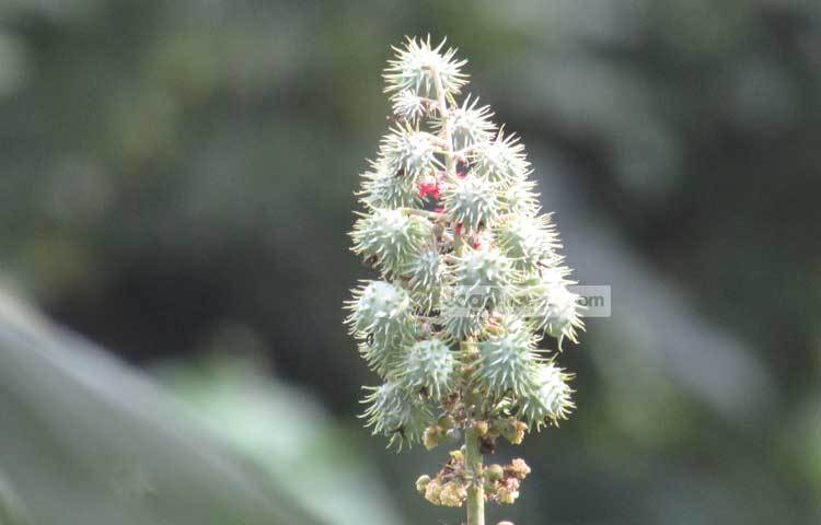 শরীয়তপুর কৃষি সম্প্রসারণ অধিদপ্তরের মাধ্যমে কোনো তথ্য পাওয়া না গেলেও একটা সময়ে শরীয়তপুর&nbsp; জেলার ৬ টি উপজেলাতেই প্রচুর পরিমাণে ভেন্নার চাষ করা হতো। যা ভাঙ্গিয়ে আমাদের চাষীরা দৈনন্দিন জীবনে ভোজ্যতেলের চাহিদা পূরণ করত। ছবি : মো ছগির হোসেন।