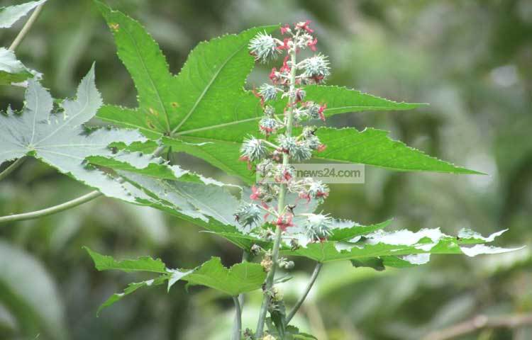 বর্তমানে সয়াবিন তেলের সহজ লভ্যতার কারণে&nbsp; ভেন্নার তেল এখন বিলীন হয়ে যাচ্ছে। সয়াবীন তেলের তুলনায়&nbsp; ভেন্নার তেলের পুষ্ঠিমান কোনো অংশেই কম নেই। ছবি : মো ছগির হোসেন।