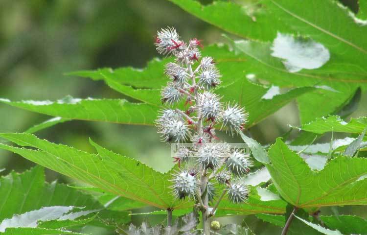 শরীয়তপুরের ভেদরগঞ্জ উপজেলার সখীপুর গ্রামের কৃষক সুলতান সিকদার বলেন, আগে আমরা মাঠে ভেন্নার চাষ করতাম। কিন্তু এখন আর সেভাবে চাষ করা হয় না। ছবি : মো ছগির হোসেন।&nbsp;