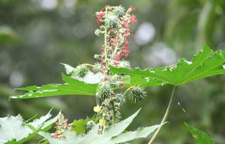 ভেন্না ভাঙ্গানোর জন্য শরীয়তপুরের বিভিন্ন অঞ্চলে বেশ কয়েকটি ঘানি ছিল। বর্তমানে একটা ঘানিও নেই। ছবি : মো ছগির হোসেন।