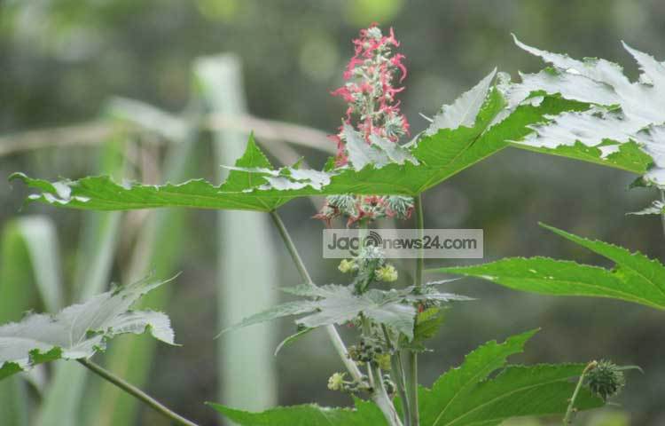 শরীয়তপুরের নড়িয়া উপজেলার গুলমাইজ গ্রামের কৃষক আবু তাহের বলেন, আগে আমরা প্রচুর ভেন্নার চাষ করতাম। এখন আর তেমন চাষ করা হয় না। ছবি : মো ছগির হোসেন।