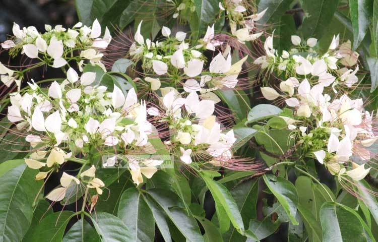 সুদৃশ্য এই বুনোফুল দেখলে গাইতে ইচ্ছে করবে-&lsquo;আমি বুনো ফুলগো, ছন্দে ছন্দে দুলি আনন্দে।&rsquo;ছবি : মো. ছগির হোসেন।