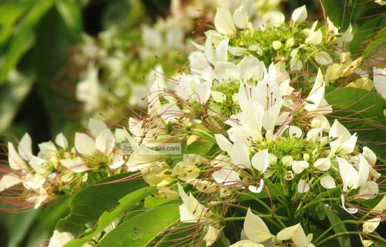 সবুজ আর সাদার মিশেলে বনোরা ফুলের নজরকাড়া সৌন্দর্য। ছবি : মো. ছগির হোসেন।