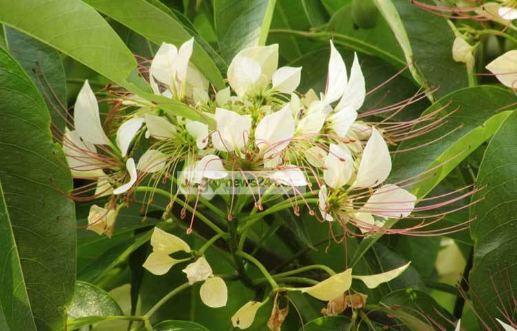 গ্রামের অনেকেই এই ফুল দিয়ে গৃহের শোভা বর্ধন করেন। ছবি : মো. ছগির হোসেন।