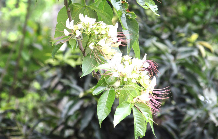 অযত্ন অবহেলায় বনোরা ফুল ফুটলেও এর সৌন্দর্য সকলকে মুগ্ধ করে। ছবি : মো. ছগির হোসেন।