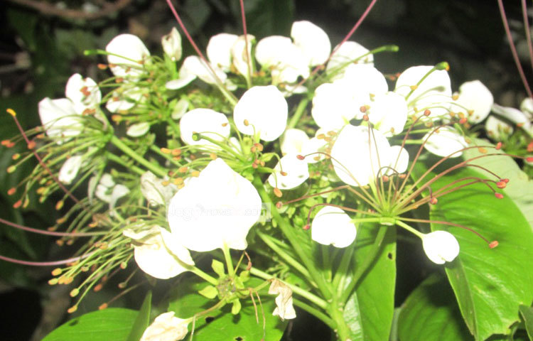 শরীয়তপুরের সৌন্দর্যপ্রেমী মানুষের কাছে এই বনোরা ফুলের আদালা কদর রয়েছে। ছবি : মো. ছগির হোসেন।