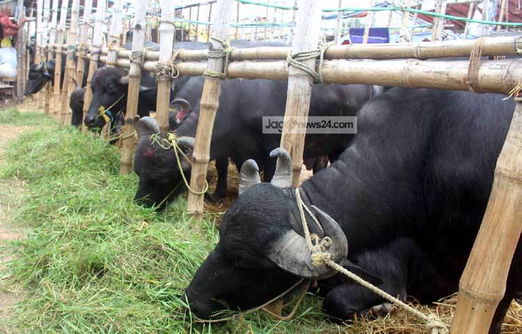 মহিষের দাম কম হওয়ায় অনেক ক্রেতাই কুরবানির জন্য মহিষ কিনতে আগ্রহী হচ্ছেন। ছবি : বিপ্লব দিক্ষিৎ।