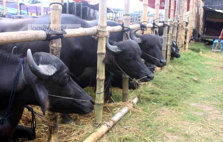 রাজধানীর আশপাশের এলাকা থেকে মহিষের ক্রেতা বেশি আসছেন। ছবি : বিপ্লব দিক্ষিৎ।