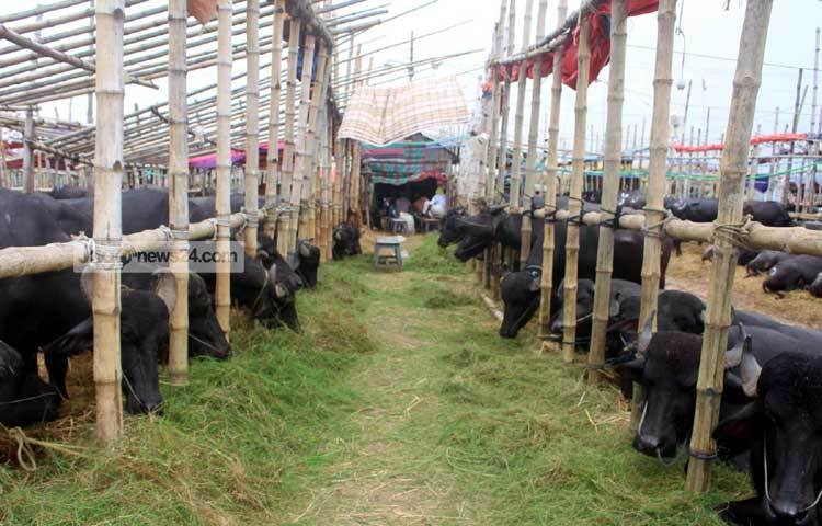 বেচা বিক্রি বেশি হওয়ায় মহিষের ব্যবসায়ীরা অনেক খুশি। ছবি : বিপ্লব দিক্ষিৎ।