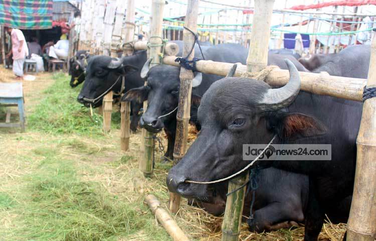 কুরবানি ছাড়াও গাবতলীর গরুর হাটে সারা বছর মহিষ পাওয়া যায়। তবে কুরবানির সময় বেশি পরিমাণে ব্যবসায়ীরা মহিষ নিয়ে আসেন। ছবি : বিপ্লব দিক্ষিৎ।