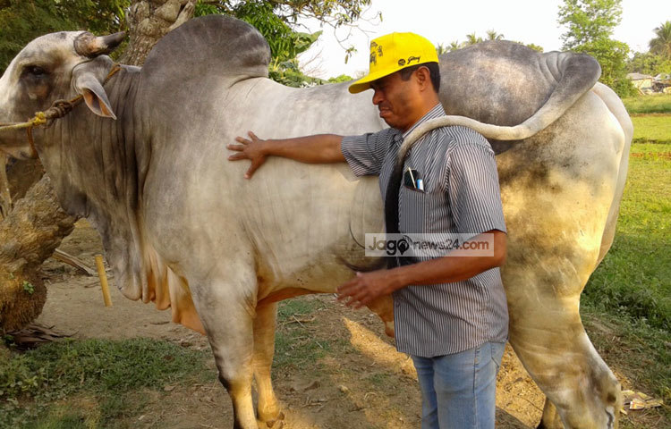 আসন্ন কোরবানির ঈদ উপলক্ষে কুষ্টিয়া জেলা থেকে প্রায় ২ লক্ষ পশু দেশের বিভিন্ন হাটে পাঠানোর জন্য প্রস্তুত করা হয়েছে। ছবি : আল-মামুন সাগর।