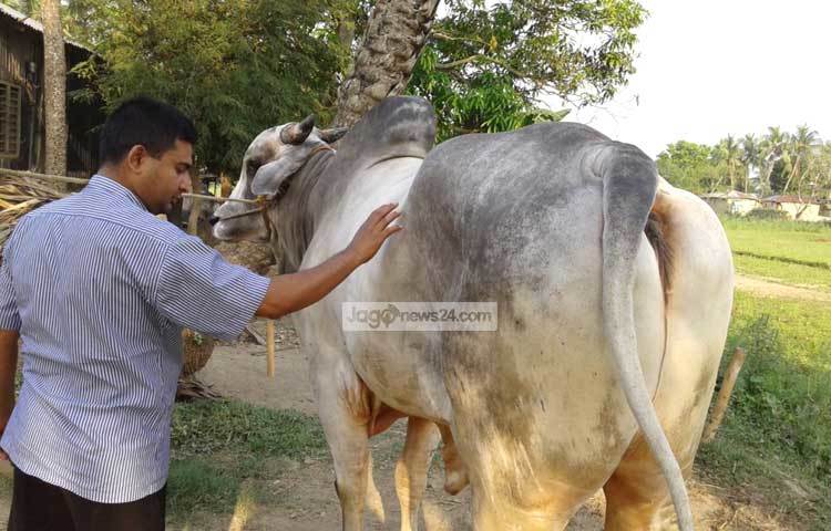 কুষ্টিয়াতে দেশের বিভিন্ন এলাকা থেকে আসতে শুরু করেছেন পশু ব্যবসায়ীরা। এসব ব্যবসায়ীরা ইতোমধ্যেই জেলার বিভিন্ন পশুহাট এমনকি বাড়ি-বাড়ি ঘুরে পশু কিনে নিয়ে যাচ্ছেন। ছবি : আল-মামুন সাগর।