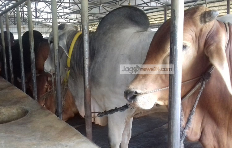 গত বছর কুষ্টিয়ার গো-খামারি ও কৃষকেরা গরুর ভাল মূল্য পাওয়ায় এবারো পশুর যত্ন নিতে শুরু করেছে। এলাকার গ্রাম-গঞ্জে এমন কোনো বাড়ি নেই&nbsp; যেখানে ২/৪টি কোরবানির পশু পাওয়া যাবে না। ছবি : আল-মামুন সাগর।