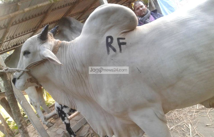এছাড়া ঈদকে সামনে রেখে জেলার বিভিন্ন এলাকায় হাজার হাজার গো-খামার গড়ে উঠেছে। ছবি : আল-মামুন সাগর।