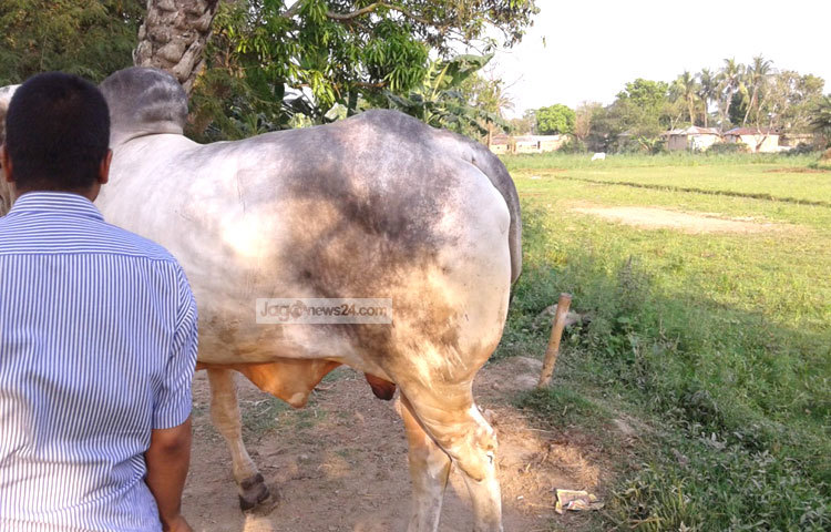 সরেজমিনে জেলার বিভিন্ন এলাকা ঘুরে দেখা গেছে, সরকারি হিসাবের চাইতে বাস্তবে এ জেলায় খামার এবং কোরবানির পশুর সংখ্যা অনেক বেশি। ছবি : আল-মামুন সাগর।