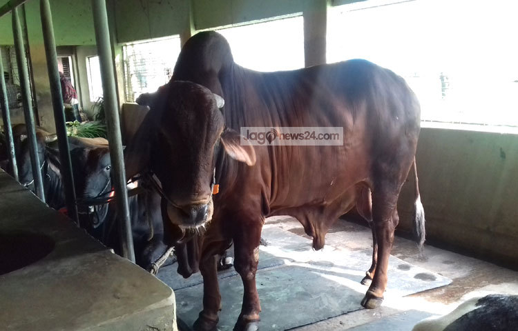 কুষ্টিয়া সদর উপজেলা, কুমারখালী, খোকসা, দৌলতপুর উপজেলায় সবচেয়ে বেশি কোরবানির পশু রয়েছে। বাড়ছে ক্রেতা ও বিক্রেতাদের ভিড়। ছবি : আল-মামুন সাগর।