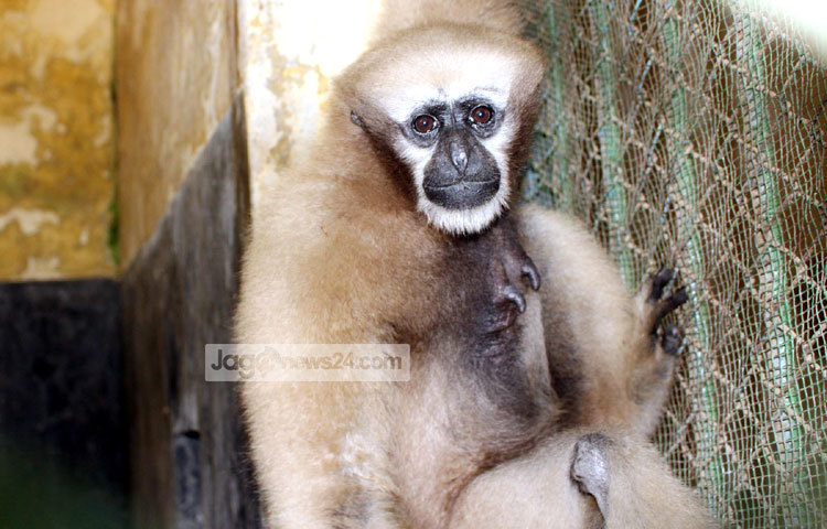 অবাক নয়নে তাকিয়ে আছে হনুমান। ছবি : বিপ্লব দিক্ষিৎ।