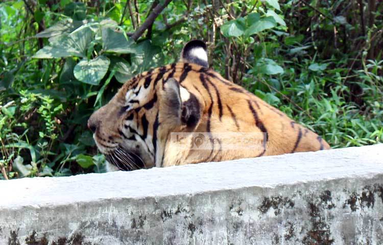 শান্ত মেজাজে বসে আছে বাঘ মামা। হয়তো বসে বসে গহীন জঙ্গলের শূন্যতা অনুভব করছে। ছবি : বিপ্লব দিক্ষিৎ।