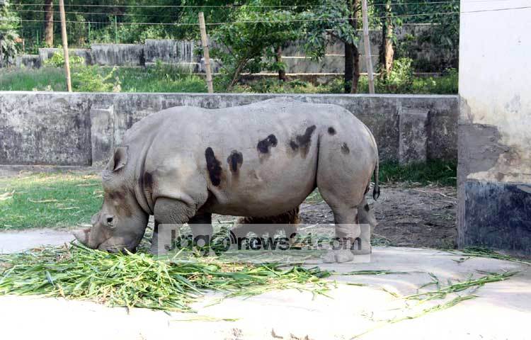 জলহস্তি আর ভেড়া এক সঙ্গে ঘাস খাচ্ছে। এদের মধ্যে বোধ হয় দোস্তি সম্পর্ক রয়েছে। ছবি : বিপ্লব দিক্