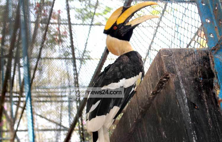 &lsquo;ধনেশ পাখির ঠোঁটটি বড়&rsquo;-শৈশবে বইয়ের পাতায় এই বাক্যটি অনেকেই পড়েছেন। চিড়িয়াখানায় এলে এ কথা সবার মনে পড়বে। ছবি : বিপ্লব দিক্ষিৎ।