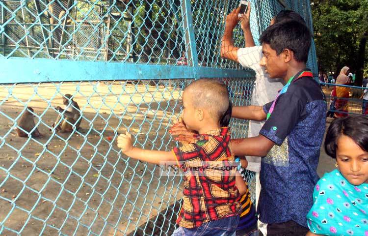 চিড়িয়াখানায় এলে শিশুরা সবচেয়ে বেশি আনন্দ পায় বানর দেখে। বানরের খাঁচার কাছে এলে শিশুর আর অন্য কোনো দিক যেতেই চায় না। ছবি : বিপ্লব দিক্ষিৎ।