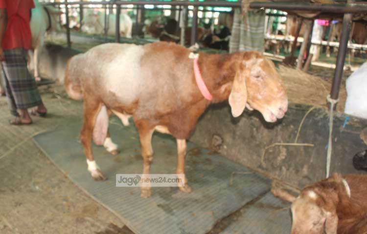 Jinsiy aloqa yogni yoqishga yordam beradimi?