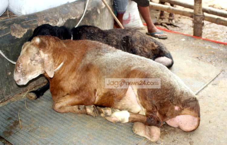 চাহিদার কারণে এখন দেশে দুম্বার বাণিজ্যিক খামারও শুরু হয়েছে। তবে তা খুবই সীমিত আকারে। ছবি : বিপ্লব দিক্ষিৎ।