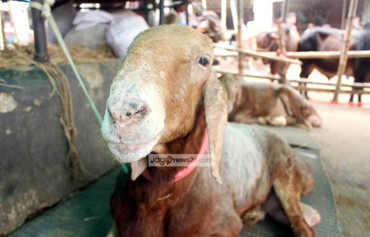 Rus tilida jinsiy aldash onlayn Sophia Loren fetish fotosurati