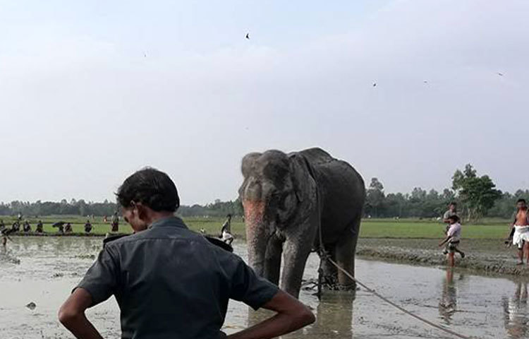 পরিকল্পনা ছিল হাতিটিকে সাফারি পার্কে ছেড়ে দেওয়া হবে। কিন্তু কীভাবে তা করা হবে, তা নিয়ে চিন্তায় ছিলেন বন বিভাগের কর্মকর্তারা।
