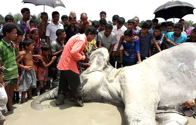ভারতের আসাম থেকে বানের পানিতে ভেসে আসা বুনো হাতিটি মারা গেছে। হাতিটির নাম দেওয়া হয়েছিলো বঙ্গবাহাদুর।