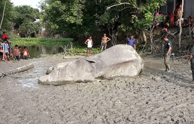 লোকালয় থেকে সরিয়ে নেওয়ার প্রক্রিয়ার মধ্যেই মারা&nbsp; গেছে বঙ্গবাহাদুর নামের এই হাতিটি।