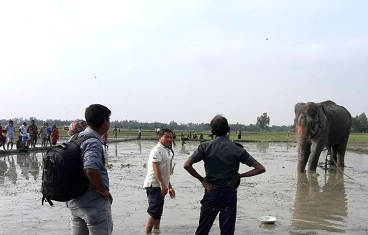 হাতি উদ্ধারকারী দলের সদস্য ঢাকার বন্যপ্রাণী অপরাধ দমন ইউনিটের পরিদর্শক অসীম মল্লিক জানান, মঙ্গলবার সকাল ৭টায় সরিষাবাড়ি উপজেলার কয়রা গ্রামের বাদা বিলে বঙ্গবাহাদুর মারা যায়।