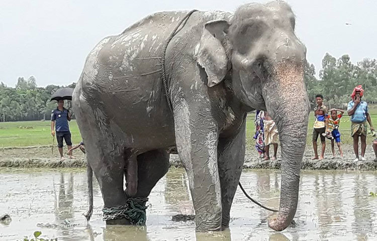 এক মাসের বেশি সময় ধরে পিছু পিছু ঘোরার পর গত ১১ অগাস্ট ট্রাঙ্কুলাইজার দিয়ে অচেতন করে ডাঙ্গায় তোলা হয় হাতিটিকে। পায়ে শিকল ও রশি দিয়ে একটি আমগাছের সঙ্গে বঁধে রেখে শুরু হয় সরিয়ে নেওয়ার প্রক্রিয়া।