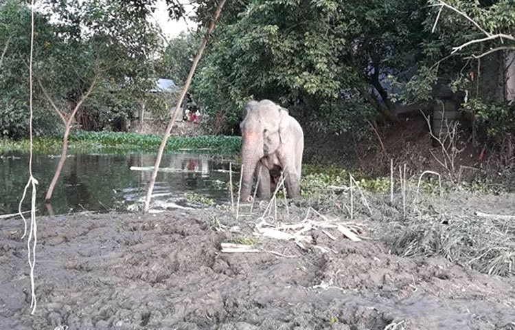 সোমবার কড়া রোদের মধ্যে অসুস্থ বঙ্গবাহাদুর বাইদ্যা বিলের কাদাপানিতে পড়ে যায়।