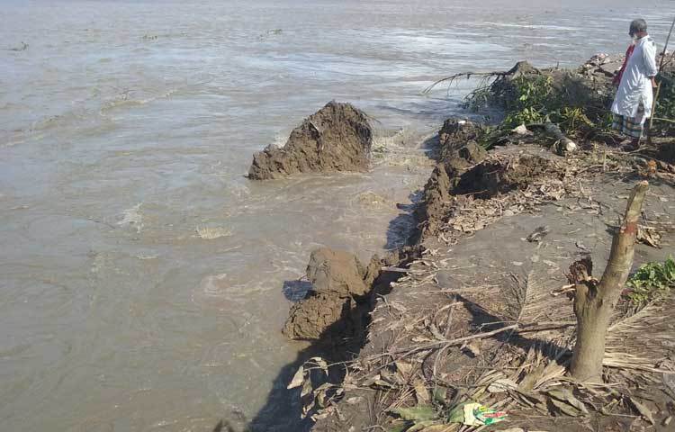 চোখের সামনে ভাঙছে এই বৃদ্ধের চিরচেনা সতেজ ভূমি। নিমেষেই পায়ের তলার মাটি নদীতে পরিণত হয়ে যাচ্ছে। ছবি : মো. ছগির হোসেন।