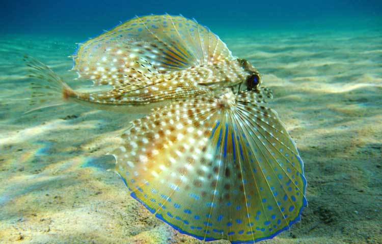 ফ্লাইং গানার্ড : ফ্লাইং গানার্ডের মুল বৈশিষ্ট হল এদের একজোড়া ডানা রয়েছে। তবে এরা উড়তে পারে না।