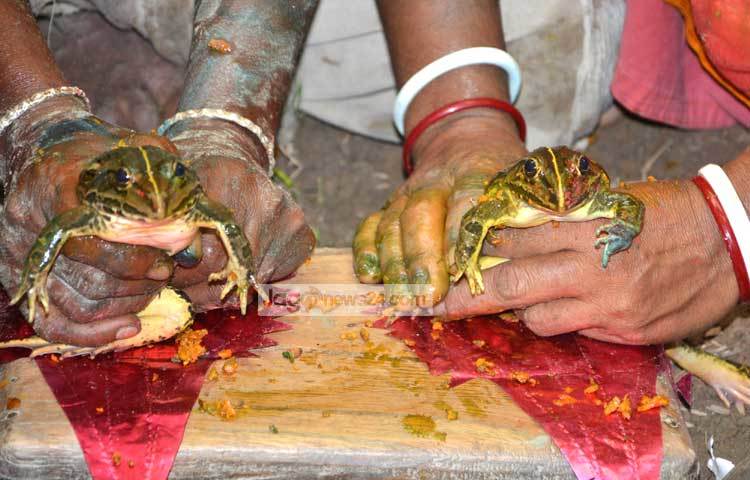 দিনাজপুরের বিরল উপজেলায় বৃষ্টির আশায় ব্যাপক আয়োজনে ব্যাঙের বিয়ে দেয়া হয়েছে। ছবি : এমদাদুল হক মিলন।