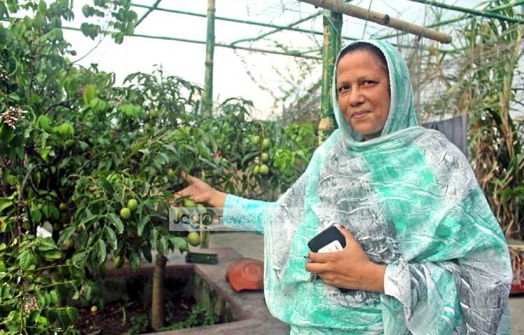 গাছে আমড়া প্রচুর ধরেছে। মনের আনন্দে আমড়া দেখাচ্ছেন মিসেস রাজিয়া দৌলা। ছবি : বিপ্লব দিক্ষিৎ।