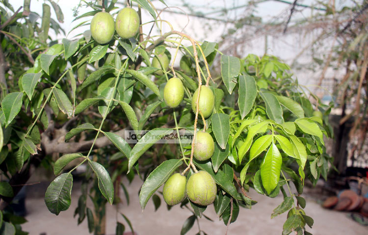 আমড়া, কামরাঙ্গা ছাড়া এ বাগানে আরো রয়েছে আখ, লেবু, আম, জাম, ওল, বরই, করলা, সিম, পুই শাক, মিষ্টি কুমড়া, চাল কুমড়া, জলপাই, তুলসি, এলোভেরা, বেলী ফুল, কমলা প্রভৃতি গাছ। ছবি : বিপ্লব দিক্ষিৎ।