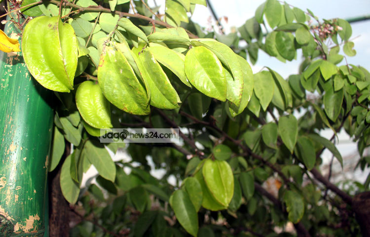 বাড়ির ছাদে এমন বাগান করতে পারলে খুব সহজে বিষমুক্ত ফল পাওয়া যায়। সেই সঙ্গে মনে আনন্দের খোরাক ও মেটে। ছবি : বিপ্লব দিক্ষিৎ।