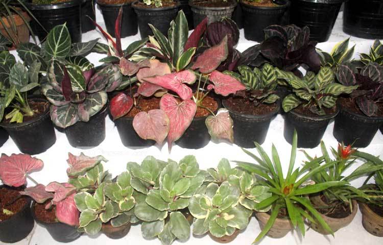 বাসার ছাদে কিংবা ব্যালকনিতে এসব সুদৃশ্য গাছের টপ সাজিয়ে রাখলে বাসার সৌন্দর্য বহুগুণে বৃদ্ধি পাবে। ছবি : বিপ্লব দিক্ষিৎ।