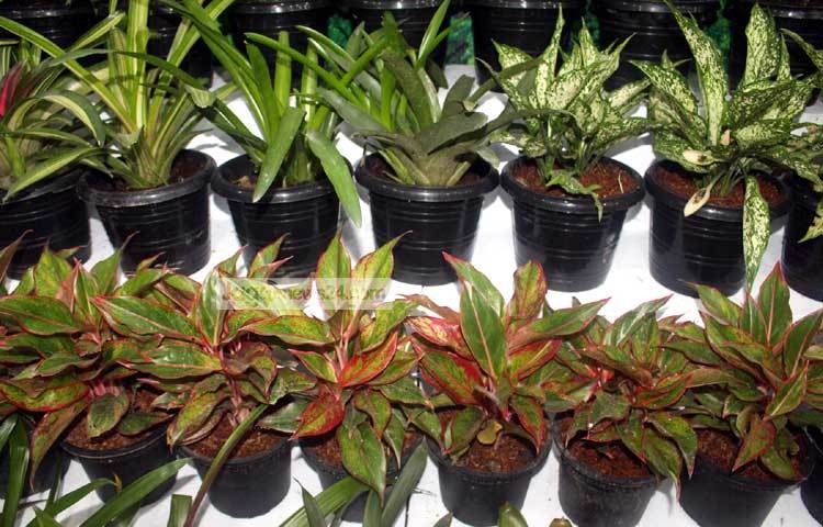 অফিস থেকে ফিরে এসব গাছের যত্ন নিতে নিতে সারাদিনের কর্মক্লান্তি দূর করা সম্ভব। কারণ এতে করে প্রকৃতির নিবিড় সান্নিধ্য লাভ করা যায়। ছবি : বিপ্লব দিক্ষিৎ।