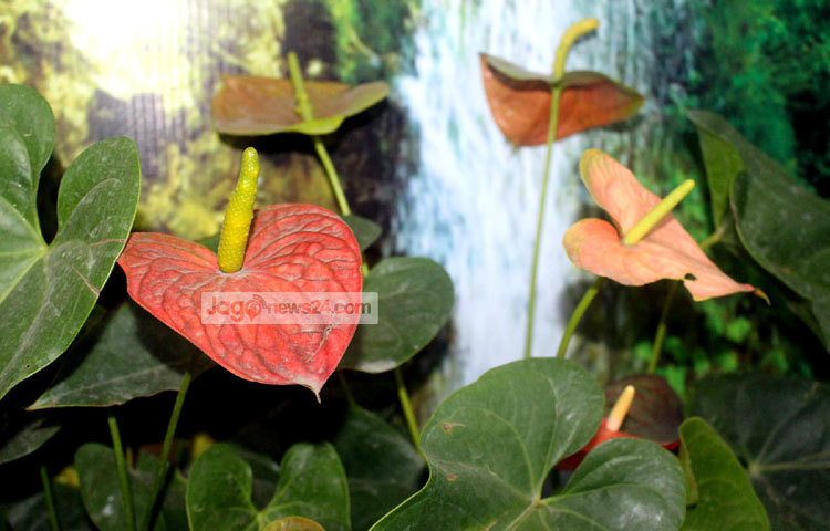 বৃক্ষমেলায় গেলে এই ফুলের গাছ সংগ্রহ করতে ভুলবেন না। ছবি : বিপ্লব দিক্ষিৎ।