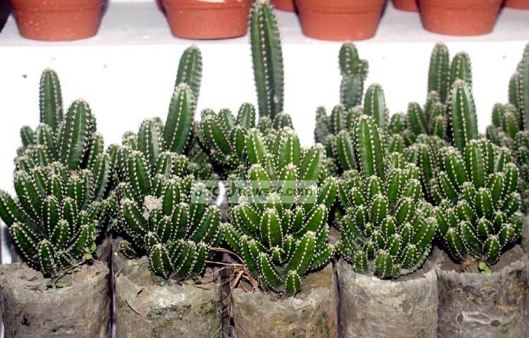 ক্যাকটাস গাছ একটি দীর্ঘজীবী উদ্ভিদ। এটি কম যত্নেও আপনি দীর্ঘদিন বাসায় সৌন্দর্য বর্ধনের জন্য রাখতে পারবেন। ছবি : বিপ্লব দিক্ষিৎ।