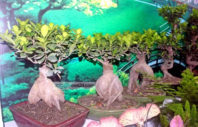 দৃষ্টিনন্দন বনসাই। অনেকেই এখন শখের বসে এ ধরনের বনসাই করে থাকেন। ছবি : বিপ্লব দিক্ষিৎ।