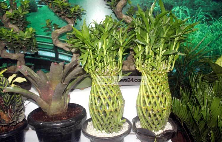 বাসায় এমন বৃক্ষের সমাহার করলে সত্যিই অরণ্যের মায়াবী ভালোবাসা পাওয়া সম্ভব। ছবি : বিপ্লব দিক্ষিৎ।