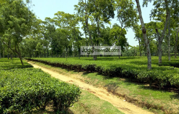 Habiganj-Tea-Garden