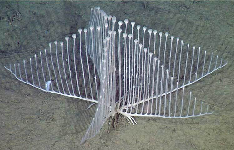 হার্প স্পঞ্জ : আপাতদৃষ্টিতে সামুদ্রিক উদ্ভিদ বলে মনে হলেও, এটি একটি প্রাণী। সমুদ্রের তলায় একটি নির্দিষ্ট গভীরতায় অবস্থান করে।